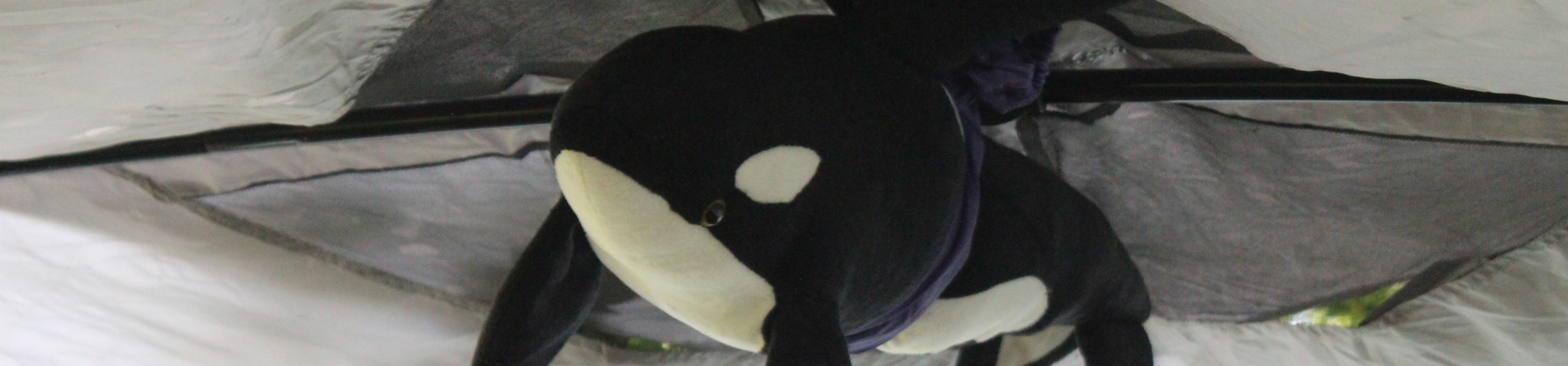 Sensationeller Saisonabschluss des Orca-Teams